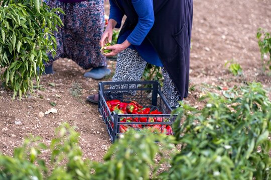 On a sunny day, farmer's family picks red chili peppers in a greenhouse.