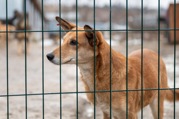 Dog at the shelter. Lonely dog in cage. Homeless dog behind the bars