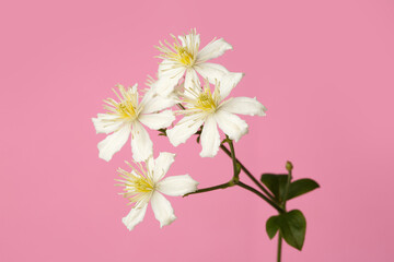 White with yellow stamens flowers of clematis isolated on a pink background.
