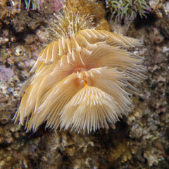 Spiral tube-worm (Sabella spallanzanii) in Mediterranean Sea