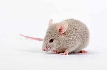 Farbmaus (dunkler Albino) // Fancy mouse