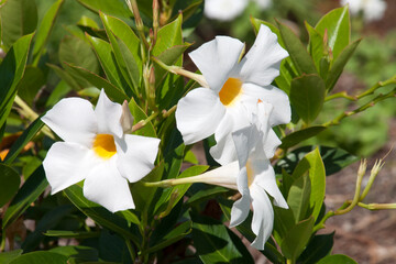 Sydney Australia, white flowers of a  dipladenia 'rio white' plant
