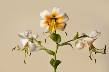 Naklejka na ściany i meble White-orange lily flower with long green stamens isolated on beige background.