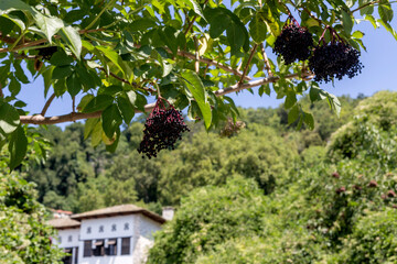 The medicinal plant (Sambucus nigra) with berries close-up