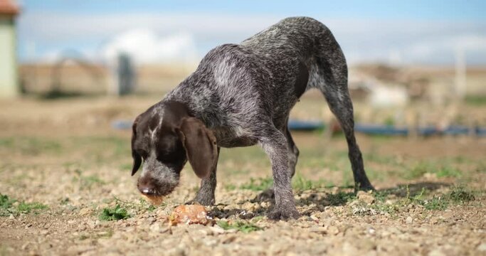 A Hungry and homeless stray female dog eats food on the farm.