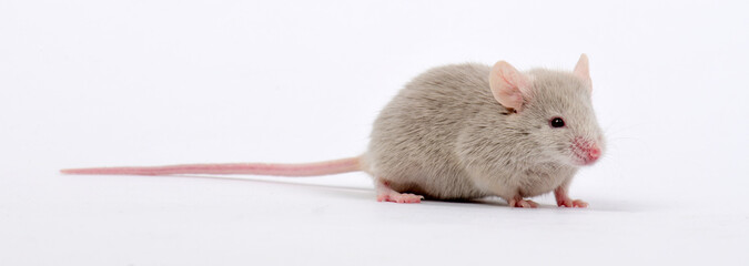 Farbmaus // Fancy mouse, pet mouse (Mus musculus f. domestica) 