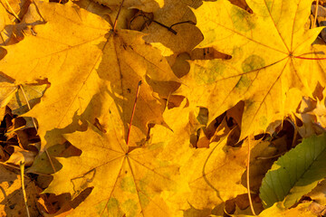 Naklejka na ściany i meble Background group autumn orange leaves.