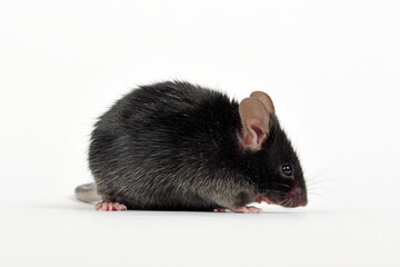 Fancy mouse, pet mouse // Farbmaus (Mus musculus f. domestica) 