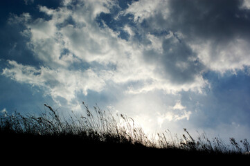 逆光の太陽に照らされシルエットになった土手の草