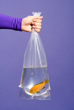 Hand holding a plastic bag with aquarium fish
