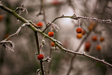 red berries frozen