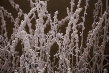 icicles on the grass