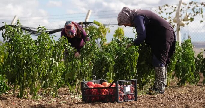 On a sunny day farmer family picking red chili peppers in a greenhouse 