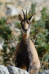 Pyrenean chamois (Rupicapra pyrenaica) in the mountains