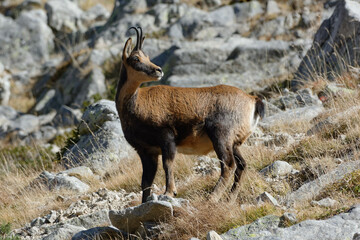 Pyrenean chamois (Rupicapra pyrenaica) in the mountains