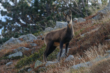Pyrenean chamois (Rupicapra pyrenaica) in the mountains