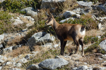 Pyrenean chamois (Rupicapra pyrenaica) in the mountains
