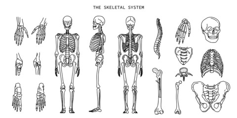 The human bone system. Anatomy line isolated drawing sketch diagram. Skull, standing skeleton - obrazy, fototapety, plakaty