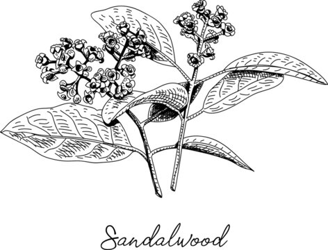 Sandalwood Leaf Images Browse 1 608 Stock Photos Vectors And Video Adobe Stock