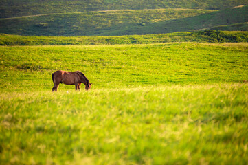 Horse in the green field eating grass, A horse grazing in the field