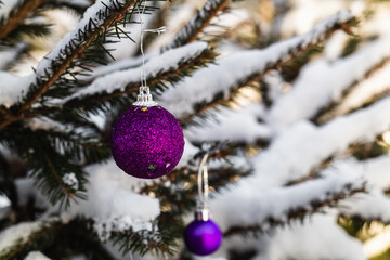 Purple Christmas balls hangs on snow covered tree.