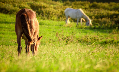 Fototapeta na wymiar Two horses eating grass together in the field, hill with two horses eating grass, two horses in a meadow