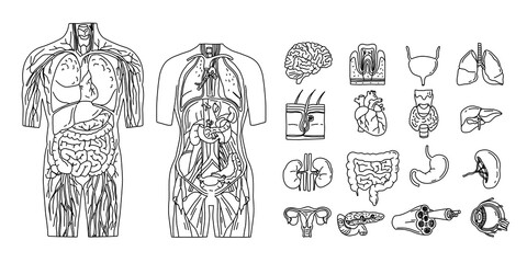 Line sketch of the internal organs. Individual elements of the human body. Drawing 