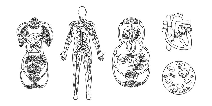 The human circulatory system. Anatomy line isolated drawing sketch diagram. Blood and heart