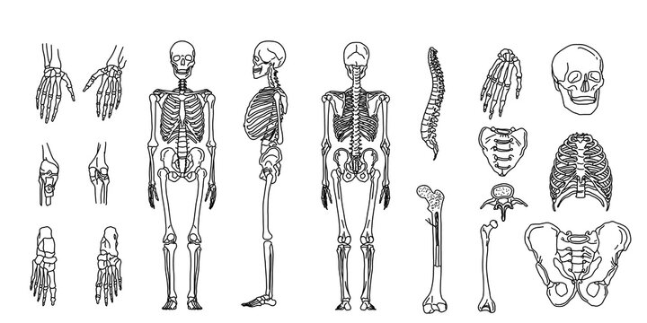 The human bone system. Anatomy line isolated drawing sketch diagram. Skull, standing skeleton