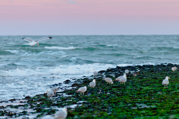 sea birds