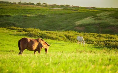 Two horses eating grass together in the field, hill with two horses eating grass, two horses in a meadow