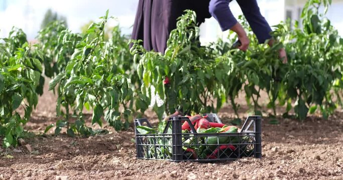 On a sunny day farmer family picking red chili peppers in a greenhouse.