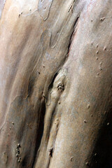 Like a camouflage pattern Crape myrtle "Sarusuberi" bark texture