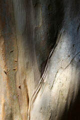 Like a camouflage pattern Crape myrtle "Sarusuberi" bark texture
