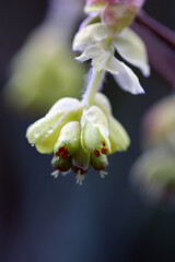 Spike winter hazel flower blooming in a cold weather in Japan mountain side
