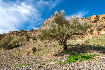 Fototapeta na wymiar Small wild blossoming tree in Iranian desert in the time of spring. Rural area of Fars Province, Iran. Iranian country side.