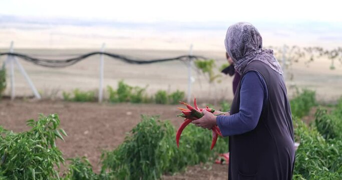 On a sunny day farmer family picking red chili peppers in a greenhouse.