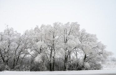 Heavy snow on tree branches. Deep snowdrifts after a snowstorm.