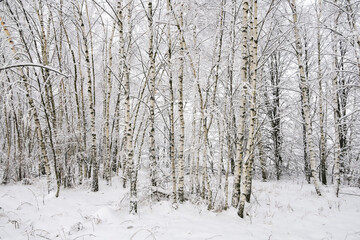 Heavy snow on tree branches. Deep snowdrifts after a snowstorm.
