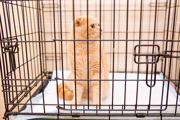 Obraz premium Cat in a cage in a veterinary clinic. British lop-eared red cat on overexposure. isolator. animal shelter