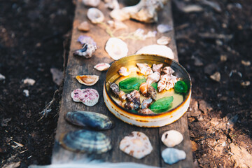 Muscheln aus dem Meer auf einem Holz angeordnet.