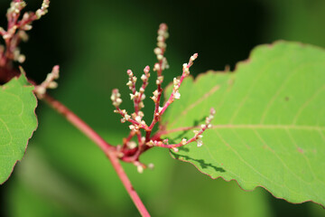 "Beni-itadori (Knotweed family, Reynoutria japonica f. elata)" tree flower blooming brightly.