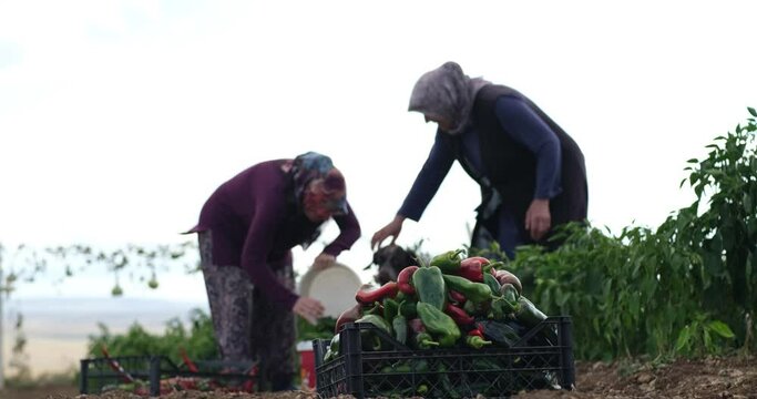 On a sunny day farmer family picking red chili peppers in a greenhouse with their naughty dog