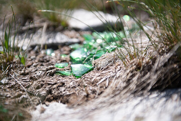 Glasscherben in einer Wiese in den Bergen.