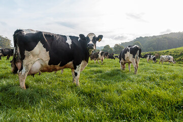 Dairy cow grazing in a meadow of pasture on a farm