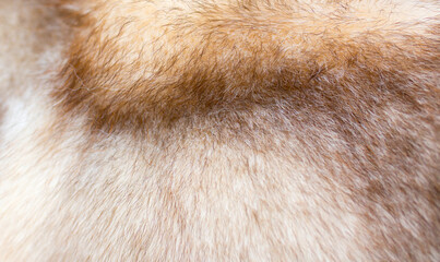 Brown fox fur close up. Background from red animal fur, texture of heap fur. Eco-wool, eco-leather, artificial fur.