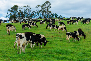 Dairy cow grazing in a meadow of pasture on a farm