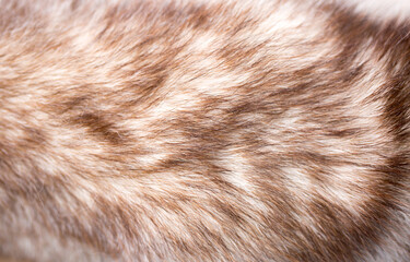 Brown fox fur close up. Background from red animal fur, texture of heap fur. Eco-wool, eco-leather,...