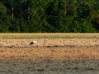 Weissstorch, Storch, Ciconia ciconia,