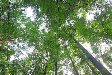 Metasequoia plants in Beijing Botanical Garden